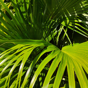 成人午夜免费播放
